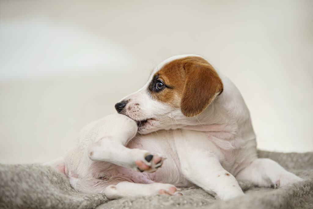 Puppy chewing its paw as a common sign of pet allergies affecting skin comfort