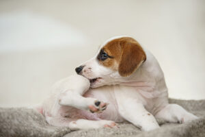 Puppy chewing its paw as a common sign of pet allergies affecting skin comfort