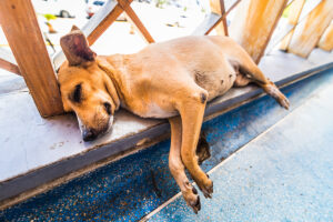 Dog lying lethargically on a porch step showing possible signs of heatstroke in dogs