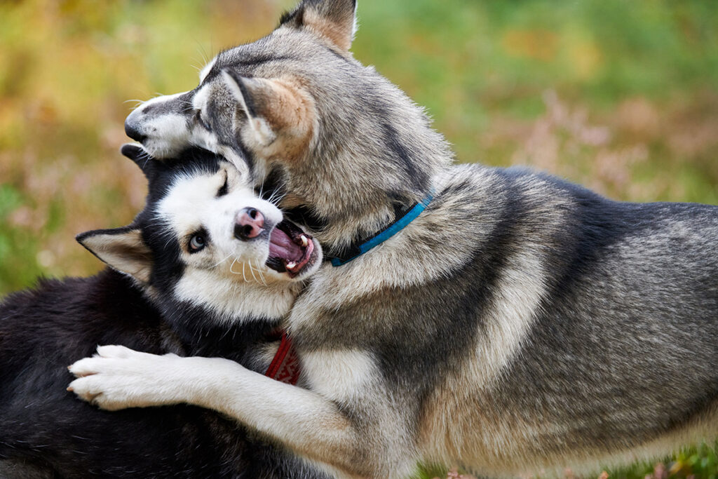 Dogs are fighting during an aggressive interaction with biting and physical restraint
