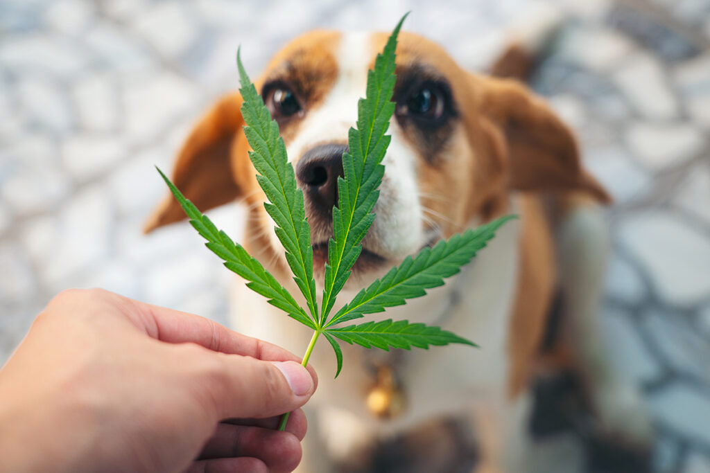 Marijuana toxicity in pets shown by a dog exposed to cannabis leaves