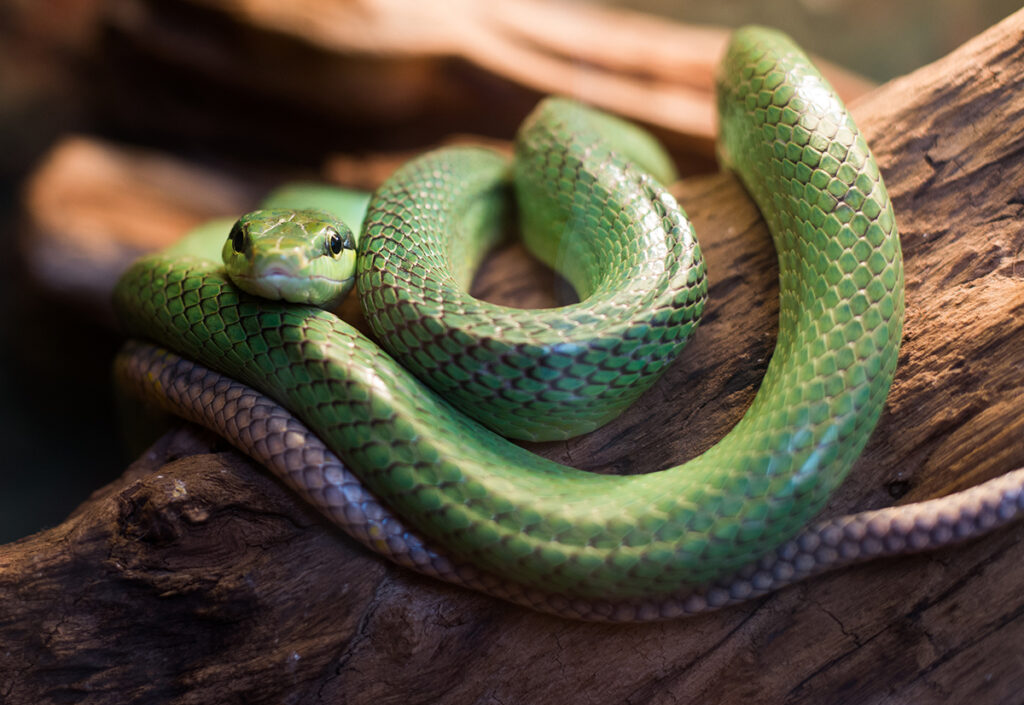 Green snake coiled on a log, representing the potential risk of snake bites on dogs outdoors