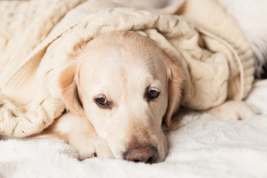 Concerned pet owner comforting a sick dog under a blanket during a potential pet emergency