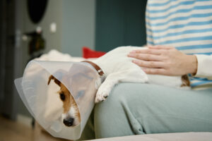 Dog wearing cone resting after pet surgery while owner provides comfort and peace of mind during recovery