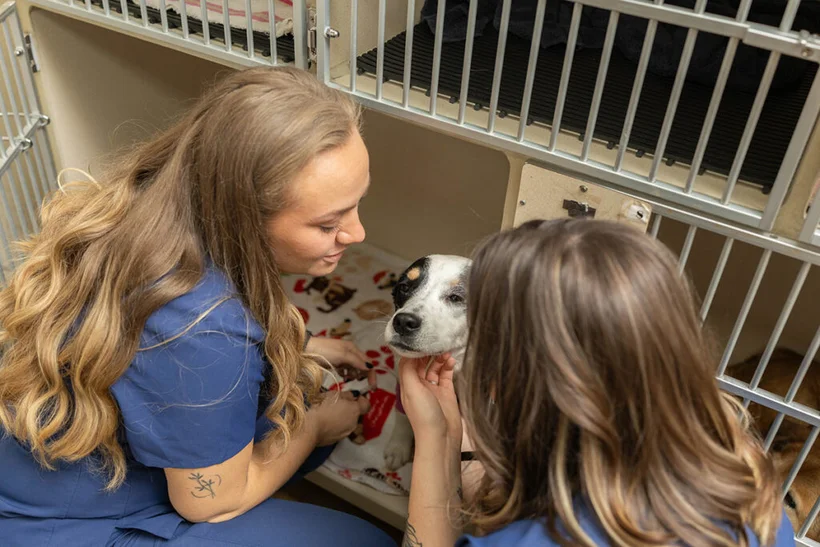 blessed veterinary nearest veterinarian near me