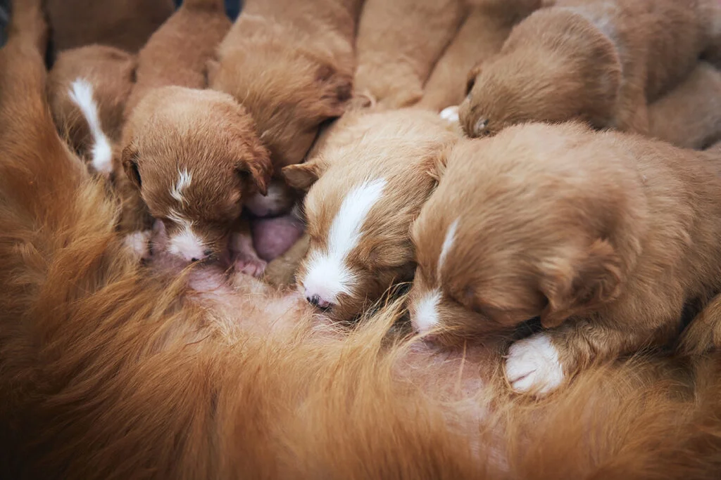 Labor in dogs as newborn puppies nurse shortly after birth