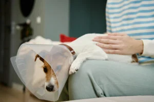 Dog wearing cone resting after pet surgery while owner provides comfort and peace of mind during recovery
